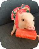 piggy, babi mini, babi babi, babi mini babi, anak babi babi mini
