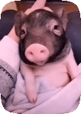 porcin, mini-cochon, cochons porcs, pig mini pig, petit cochon