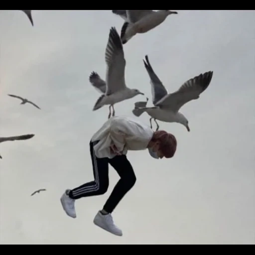 txt, jung jungkook, jungkook seagull, seagulls attack
