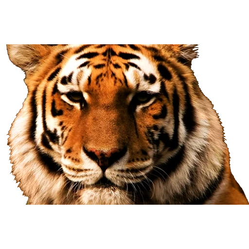 тигр, тигр 3д, тигр ii, морда тигра, тигр картина