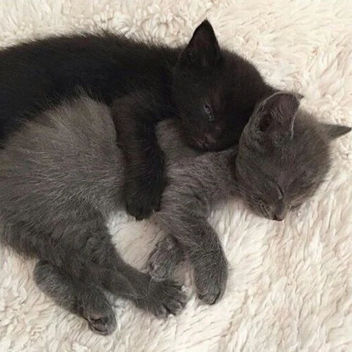 gato, gato gato, o gatinho é preto, animal de gato, gatinhos encantadores