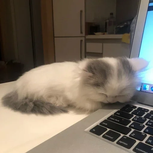 chat, chat, chats, chat fait maison, ordinateur portable de chaton