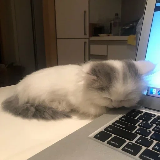 der kater, katze, katzen, hausgemachte katze, kitten laptop