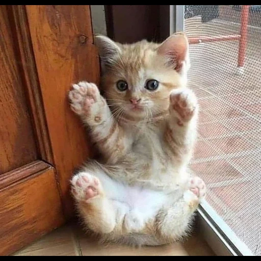 focas, lindo gato, lindo sello, gato gatito, muy lindo gatito