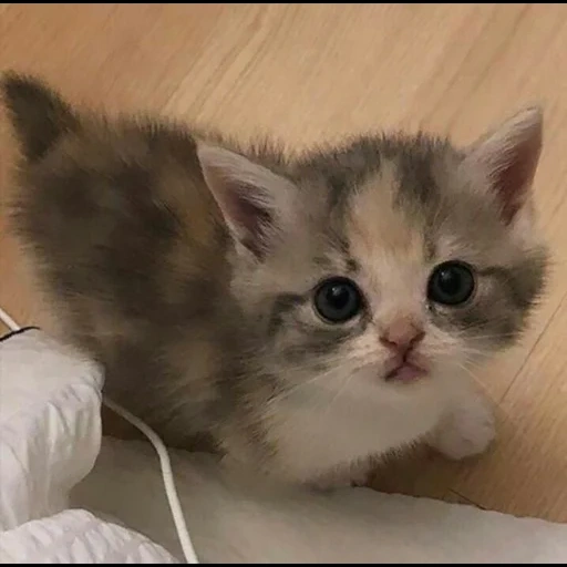 gato gatito, gatito, gatito encantador, lindo gatito, hermosa imagen de sello