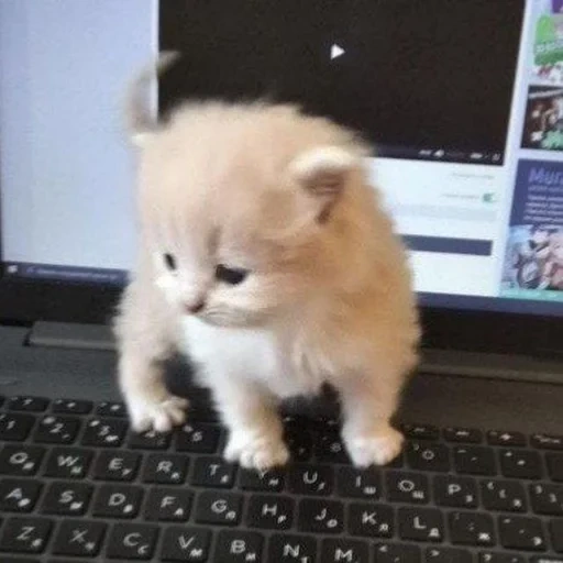 cat, persian kitten, cats, persian kitten, a very cute kitten