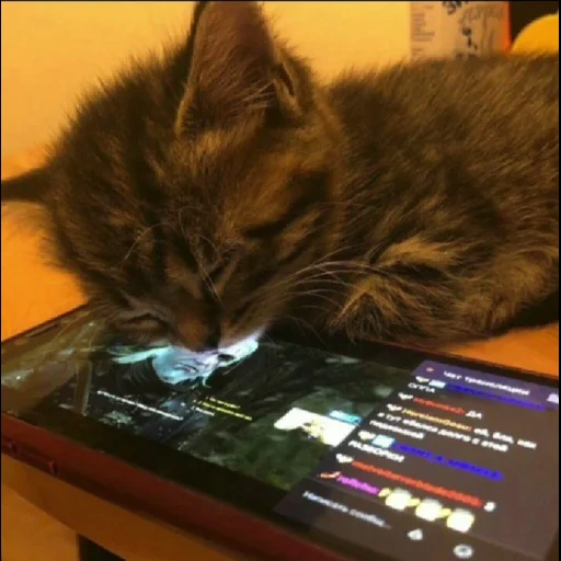 der kater, katze, eine katze, katzenbararga, die katze ist eine tablette