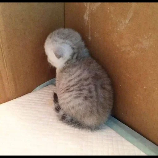 scottish fold, gatto dalle orecchie pendenti, gatto dalle orecchie pendenti, gattino britannico, gatto scozzese