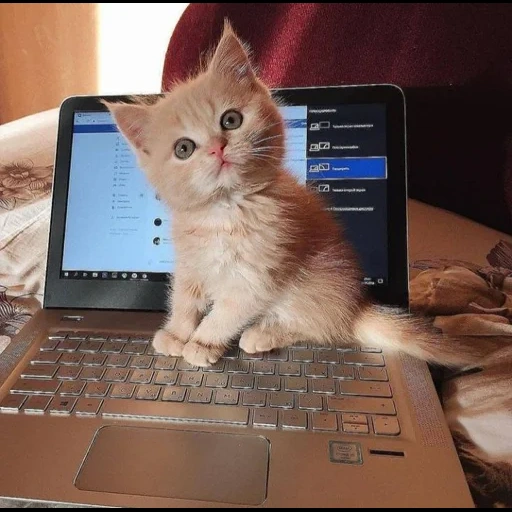 kucing, kucing, seekor kucing, laptop kucing, komputer kucing