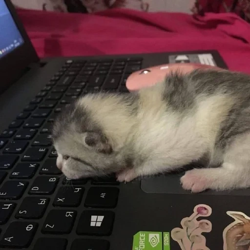 gatto, le foche, un bel sigillo, gattino simile a un procione, gattino bianco stanco