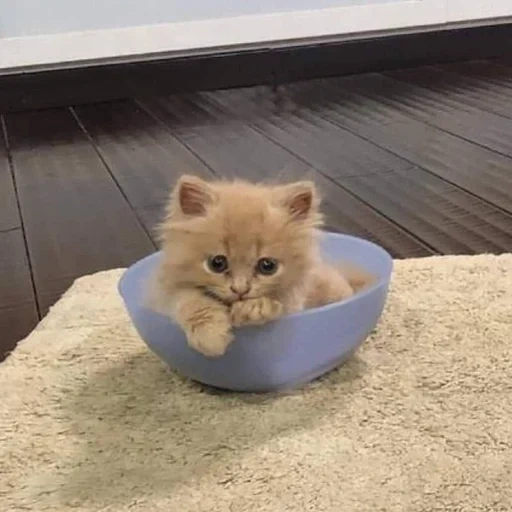 gato, um gato, gatinho de gato, gatos, gatinhos encantadores