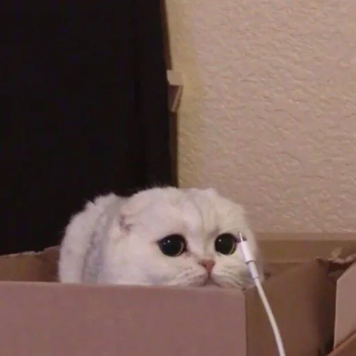 gato, meme de gatinho, gatos, gato triste, gato fofo