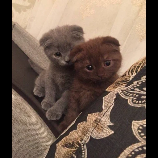 kätzchen mit hängenden ohren, kleine ohrenkatze, kleines kätzchen mit hängenden ohren, britisches kätzchen mit hängenden ohren, schottische ohrenkatze