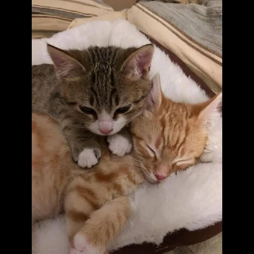 gatos, gatitos, los gatos están abrazados, sweet gats abraza, los gatos llorando se abrazan