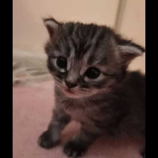 gatto, gattino, gattino, gatti gattini, gattini affascinanti