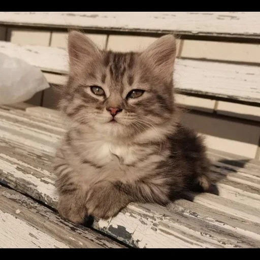 gatto, gatto, le foche, gattino, gatto siberiano