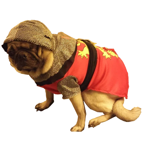 pug hot dog, pug clothing, dog costumes, clothes of large dogs, the dog is a costume from a knight