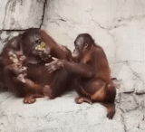 orangan, affen orang utan, affen orangutang, kleiner orang utan, sumatransky orangutan