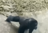 gorilla, monkey bi, il gorilla attacca, gorilla ha ucciso un uomo, zoo brookfield 1996 gorilla