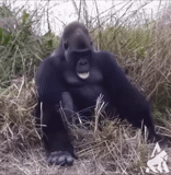gorila, gorila masculino, gorila ensolarado, a gorila feminina, gorila alfa masculino