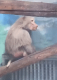 um macaco, pavian fred, macacos ospop, lata de macaco, macaco pavian