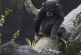 chimpanzés, les chimpanzés sont drôles, singe, sentir mon doigt lol, o gifs macaco homem