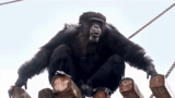 le mâle, gorille, chimpanzés, un singe, singe gorille