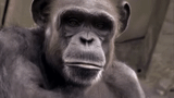 gorila, chico, chimpancés, un mono, hocico de mono