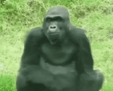 gorila, gorila, gorilla está sentado, gorila shabani