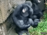 gorilla, scimpanzé bonobo, monkey gorilla, grande scimmia, gorilla è una giovane femmina