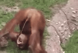 gach, delayed, monkeys are funny, monkey orangutan