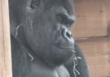 gorille, face goril, la tête du gorille, singe gorille, gorilla king cong