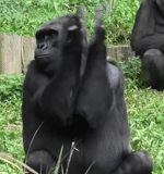 горилла, шимпанзе, бонобо самец, горилла большая, обезьяна горилла
