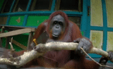 el restante, memes divertidos, los chistes son divertidos, espía en la naturaleza, orangutang aserra un árbol