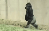 gorilla, gorillaz, gorillas are running, a gorilla walking on two legs, planet wars of the apes