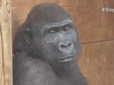 горилла, злая горилла, горилла смешная, шимпанзе горилла, животные обезьяна