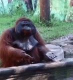 orangan, orang-outan, orangutang revun, la bouche de l'orang-outan, zoo de bali orang-outan
