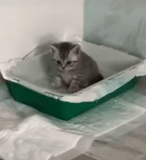 cat, cat, tray kitten, toilet kitten, cat toilet