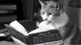 gato, gato, gato, el gato es un científico, gato de lectura
