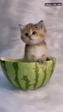 cat, cat, seal, scotch cat, sad kitten bowl