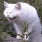 cat, cats, cat, the cat is laughing, the white cat laughs