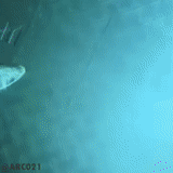 tiburón, oscuridad, bajo el agua, fondo del mar, mundo submarino