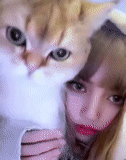 gadis, kamerofon, kotik kay, masukkan permintaan, kucing korea