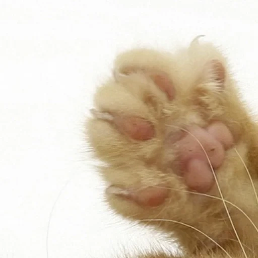 gato, gato, el pie de kotik, pie de gato, patas de patas