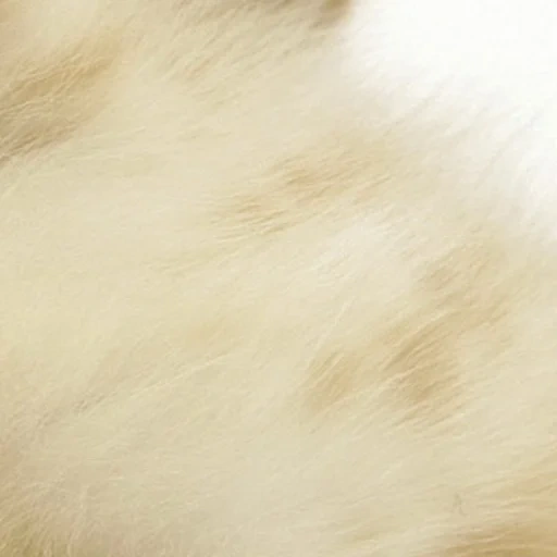 fur, beige, pony skin, beige color, blurred image