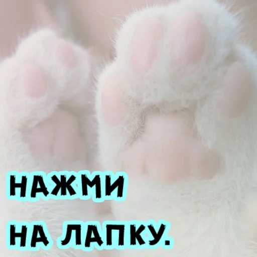cats paws, cat paws, cat's paws, cute cat paws, cat's paws