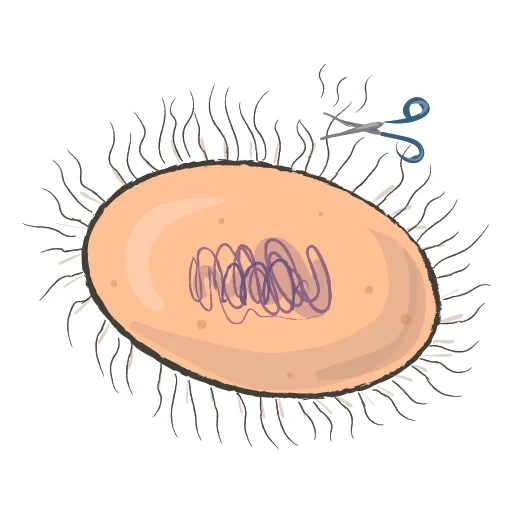 insetos, ilustração, bactérias lápis, citoplasma em bactérias, citoplasma de células bacterianas