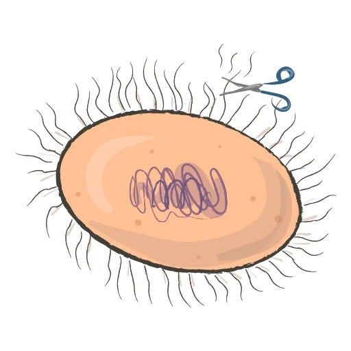 insect, illustration, pencil bacteria, bacteria cytoplasm, cytoplasm of the bacterial cell