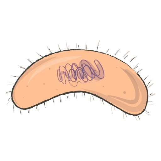 la stecca, i batteri, tracce della pelle, batteri kleba, cartoon batterico senza sfondo