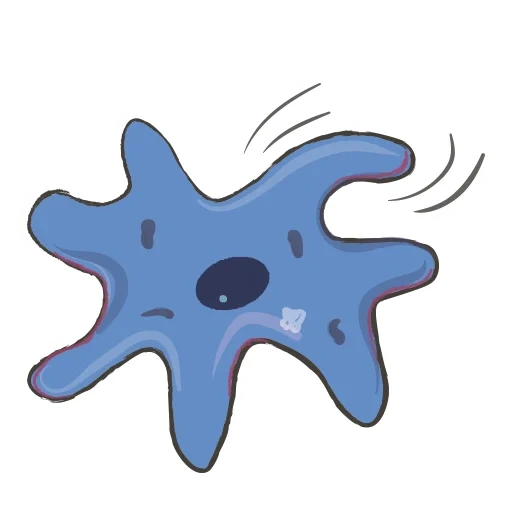 amoeba, the structure of the amoeba, an ordinary amoeba, ectoplasma amoeba is ordinary